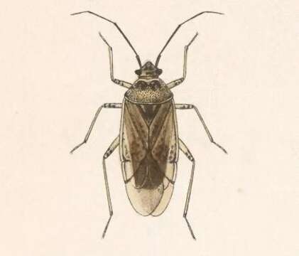 Image of alfalfa lygus