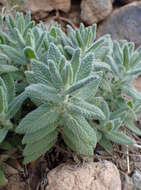 Image of Nepeta teydea Webb & Berthel.