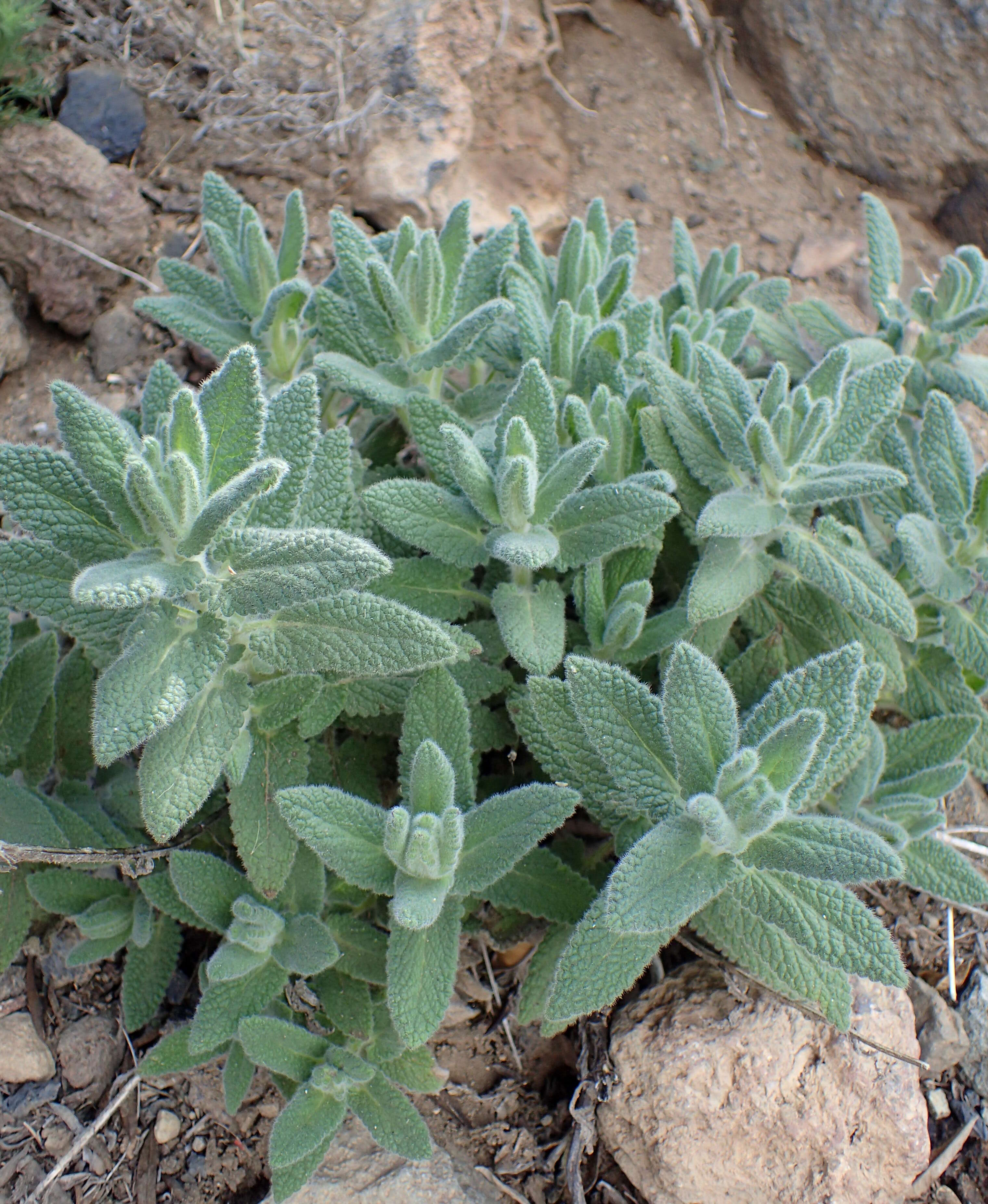 Image of Nepeta teydea Webb & Berthel.