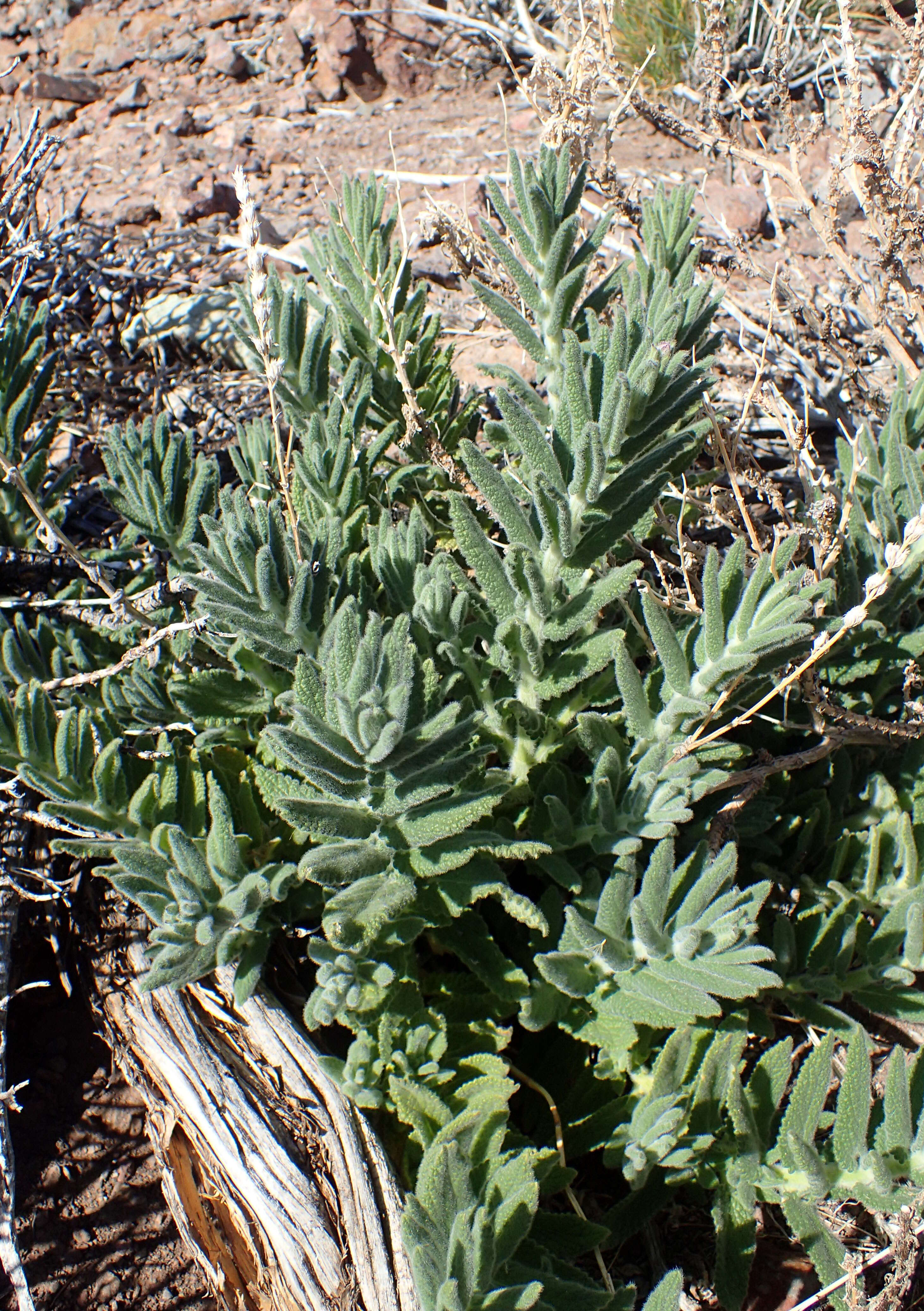 Image of Nepeta teydea Webb & Berthel.