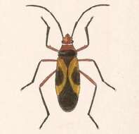 Image of Pale Red Bug