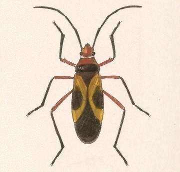 Image of Pale Red Bug