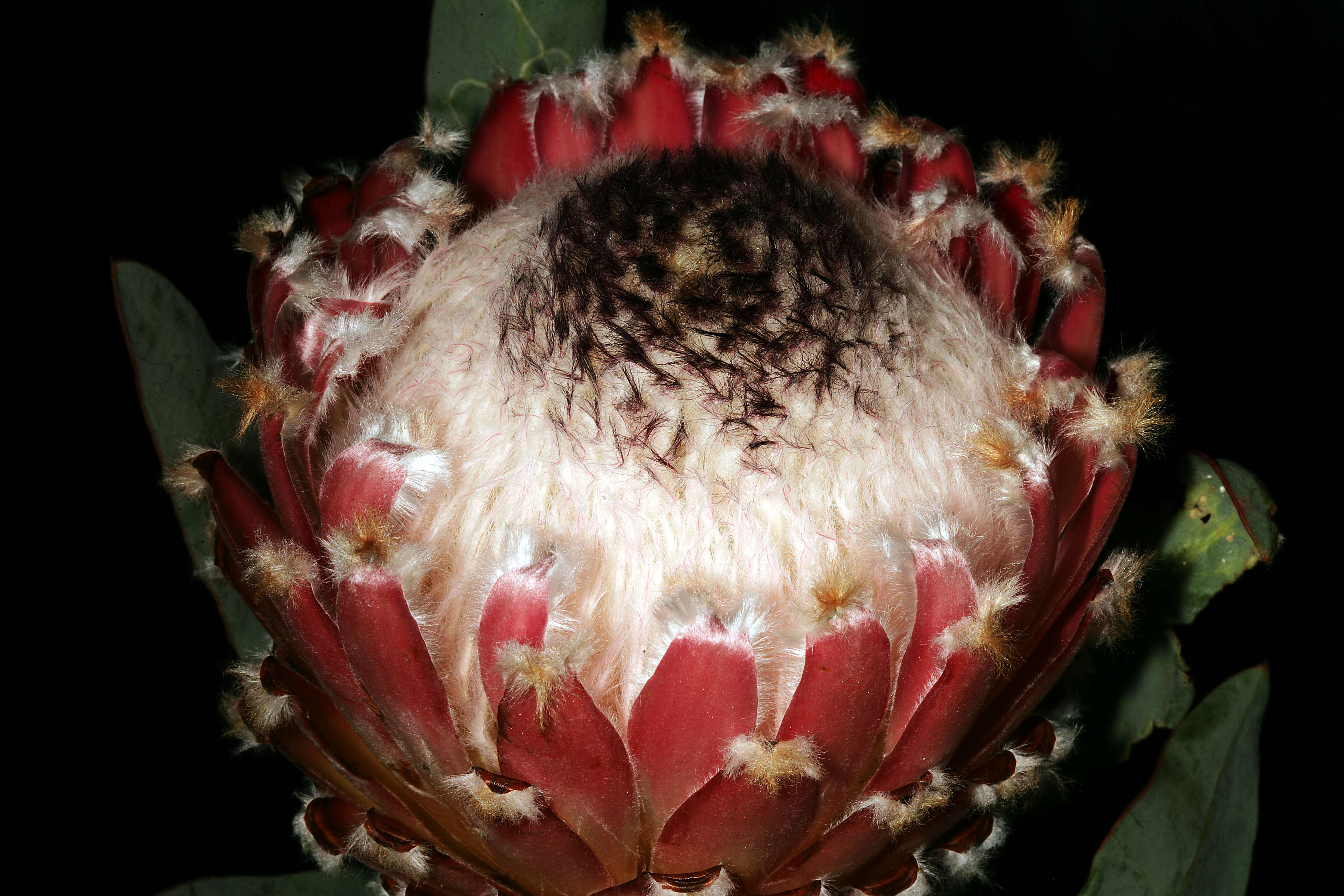 Слика од Protea magnifica Andr.