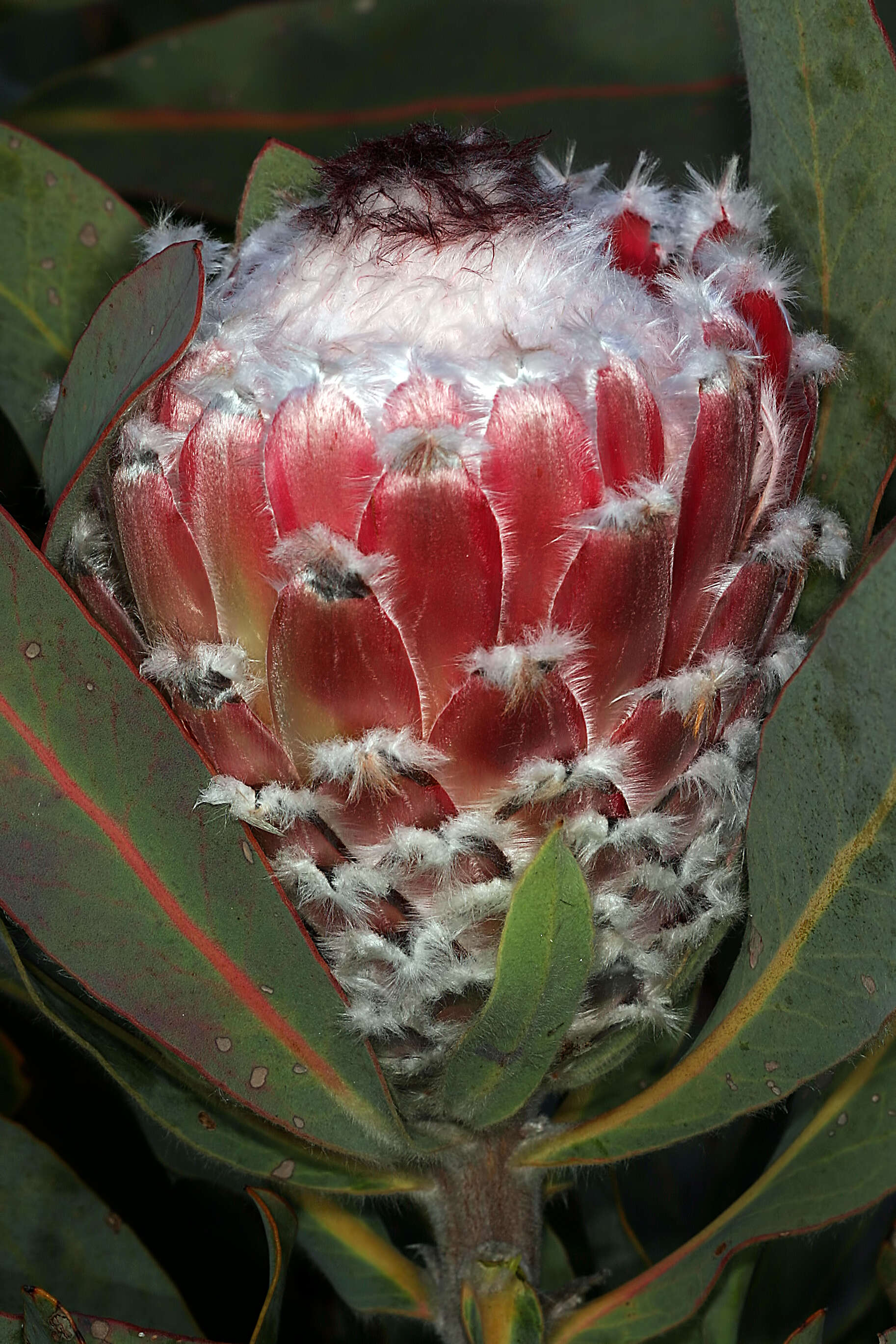 Слика од Protea magnifica Andr.