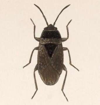 Image of Delochilocoris caliginosus (Distant & W. L. 1882)