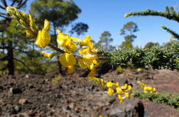 Слика од Adenocarpus viscosus (Willd.) Webb & Berthel.