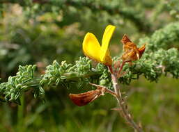 Слика од Adenocarpus viscosus (Willd.) Webb & Berthel.