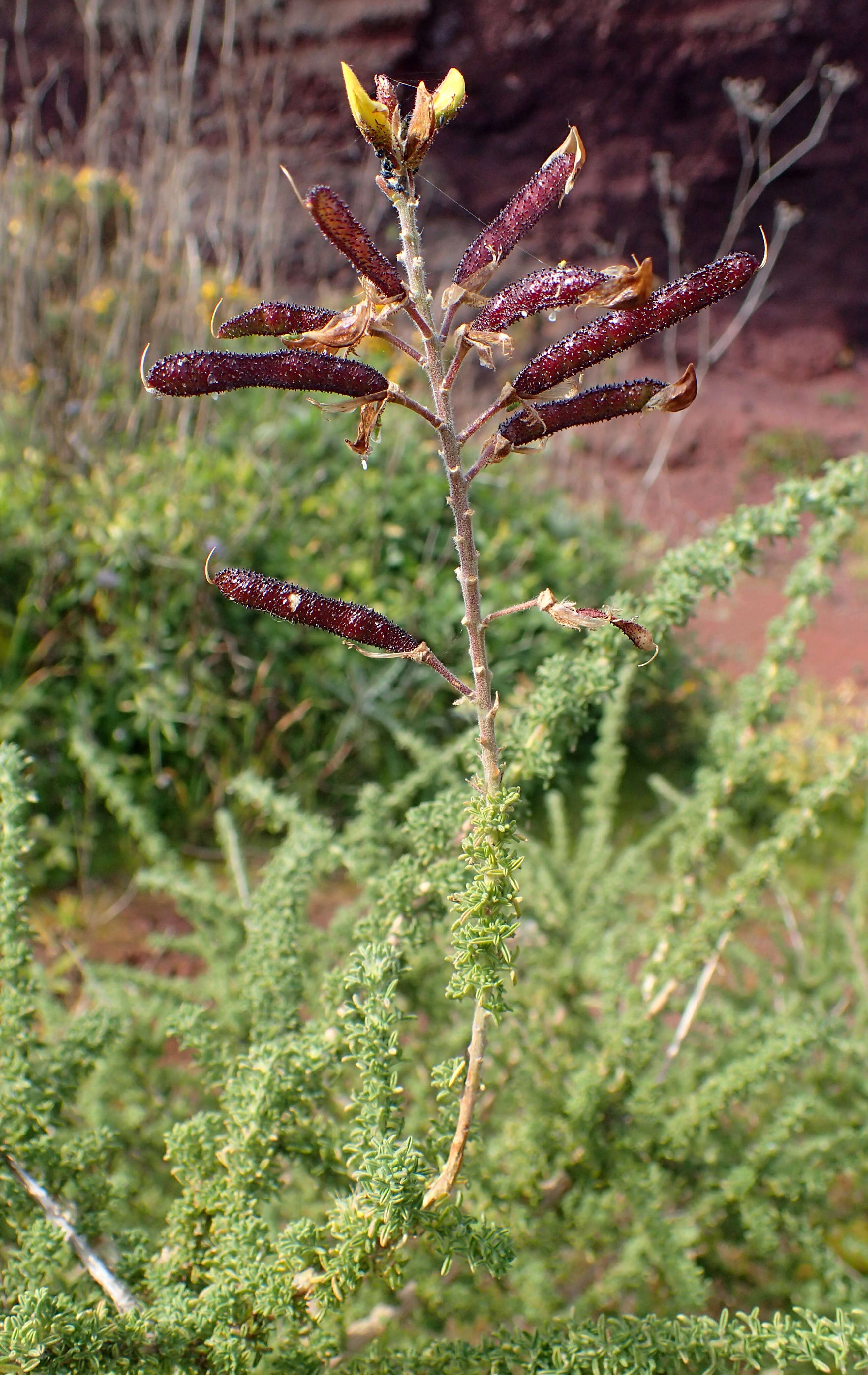 Слика од Adenocarpus viscosus (Willd.) Webb & Berthel.