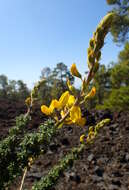 Слика од Adenocarpus viscosus (Willd.) Webb & Berthel.