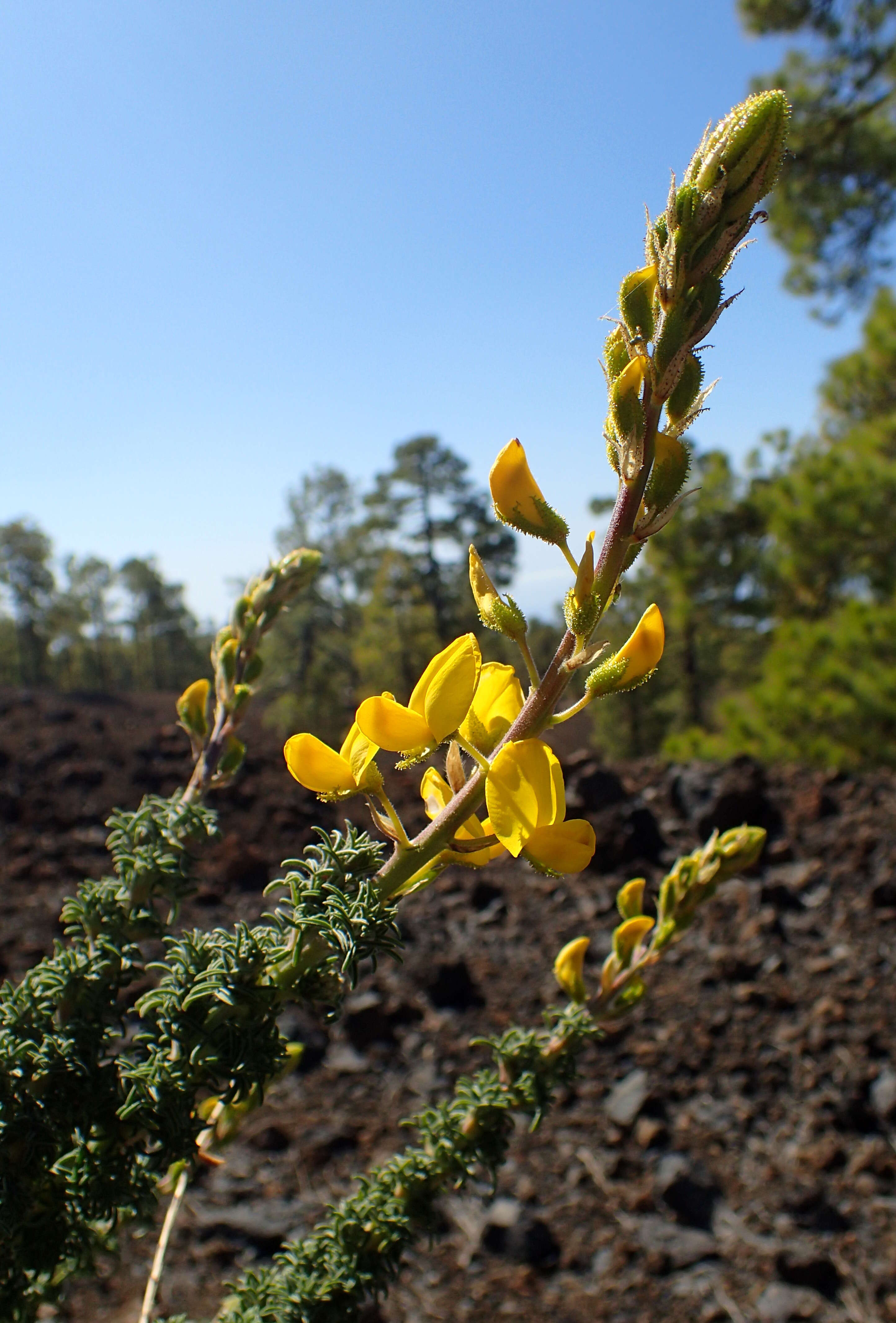 Слика од Adenocarpus viscosus (Willd.) Webb & Berthel.