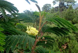 Image of plume albizia