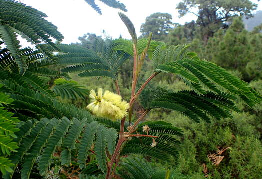 Image of plume albizia