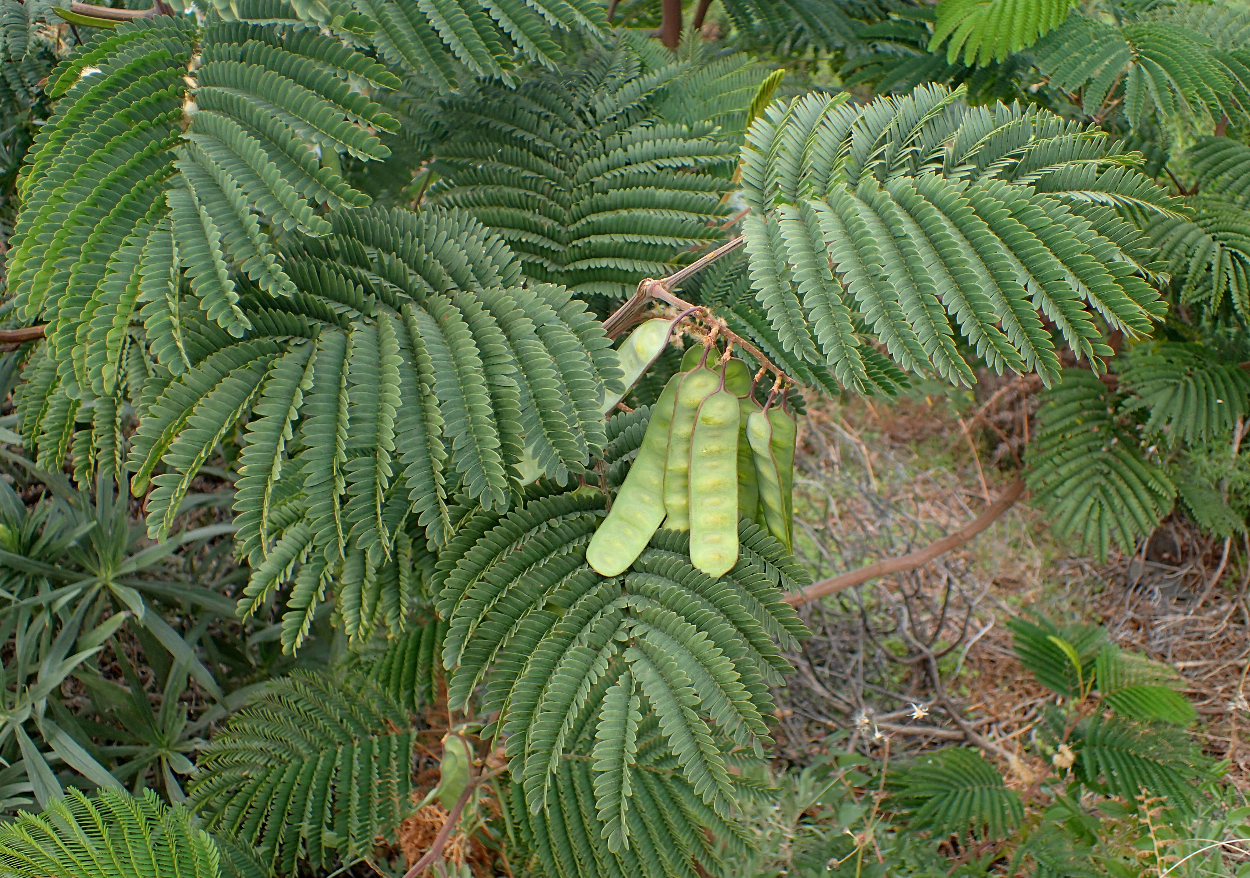 Image of plume albizia