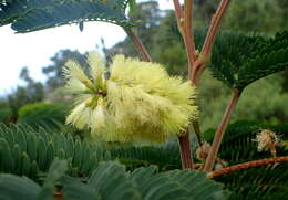 Image of plume albizia