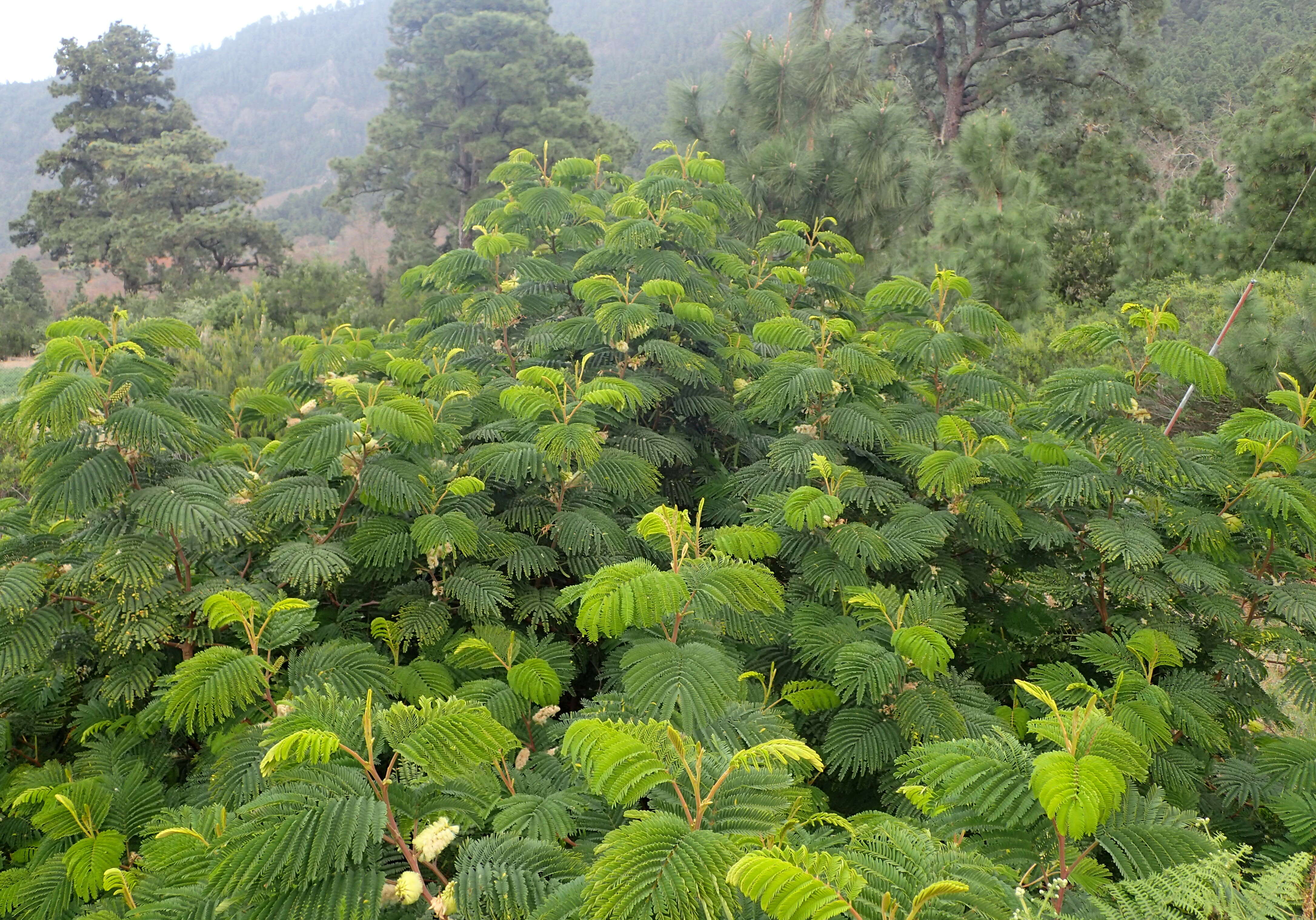 Image of plume albizia