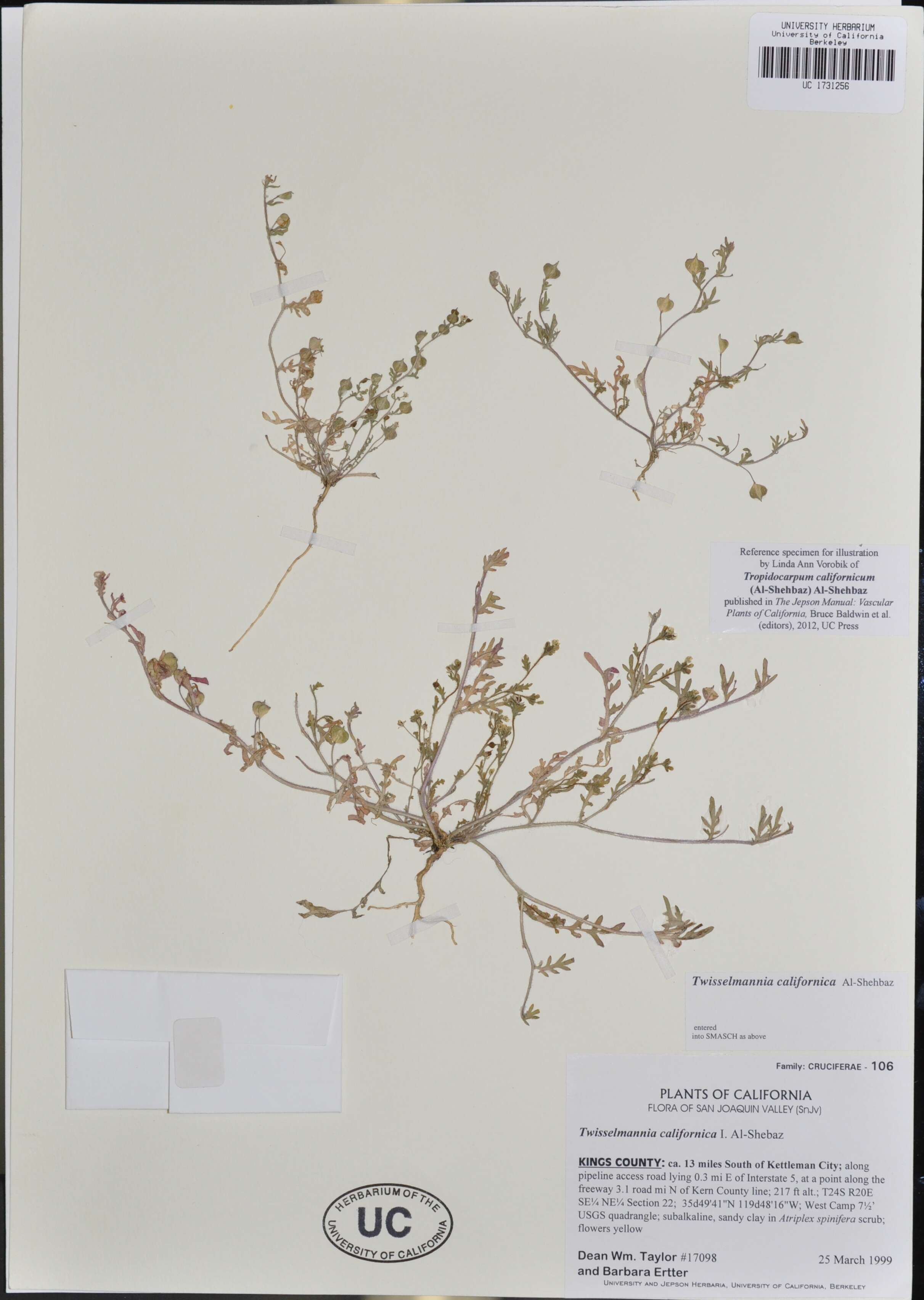 Plancia ëd Tropidocarpum californicum (Al-Shehbaz) Al-Shehbaz