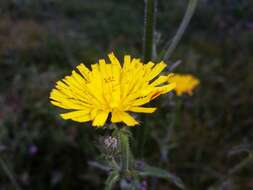 Image of hawkweed oxtongue