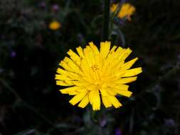 Image of hawkweed oxtongue