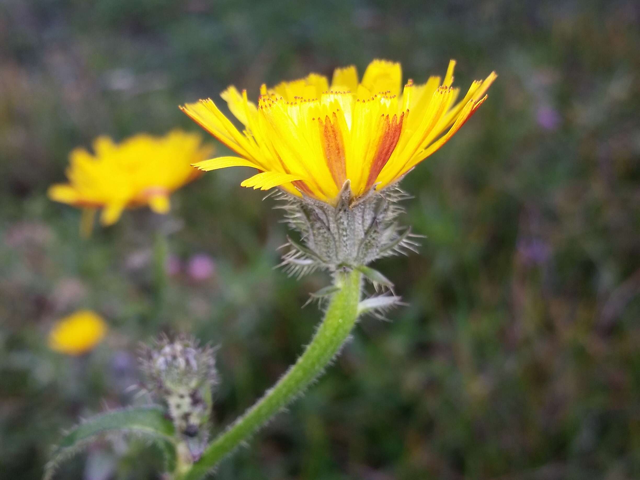 Image of hawkweed oxtongue