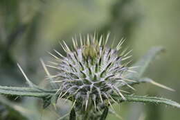 Image of woolly thistle