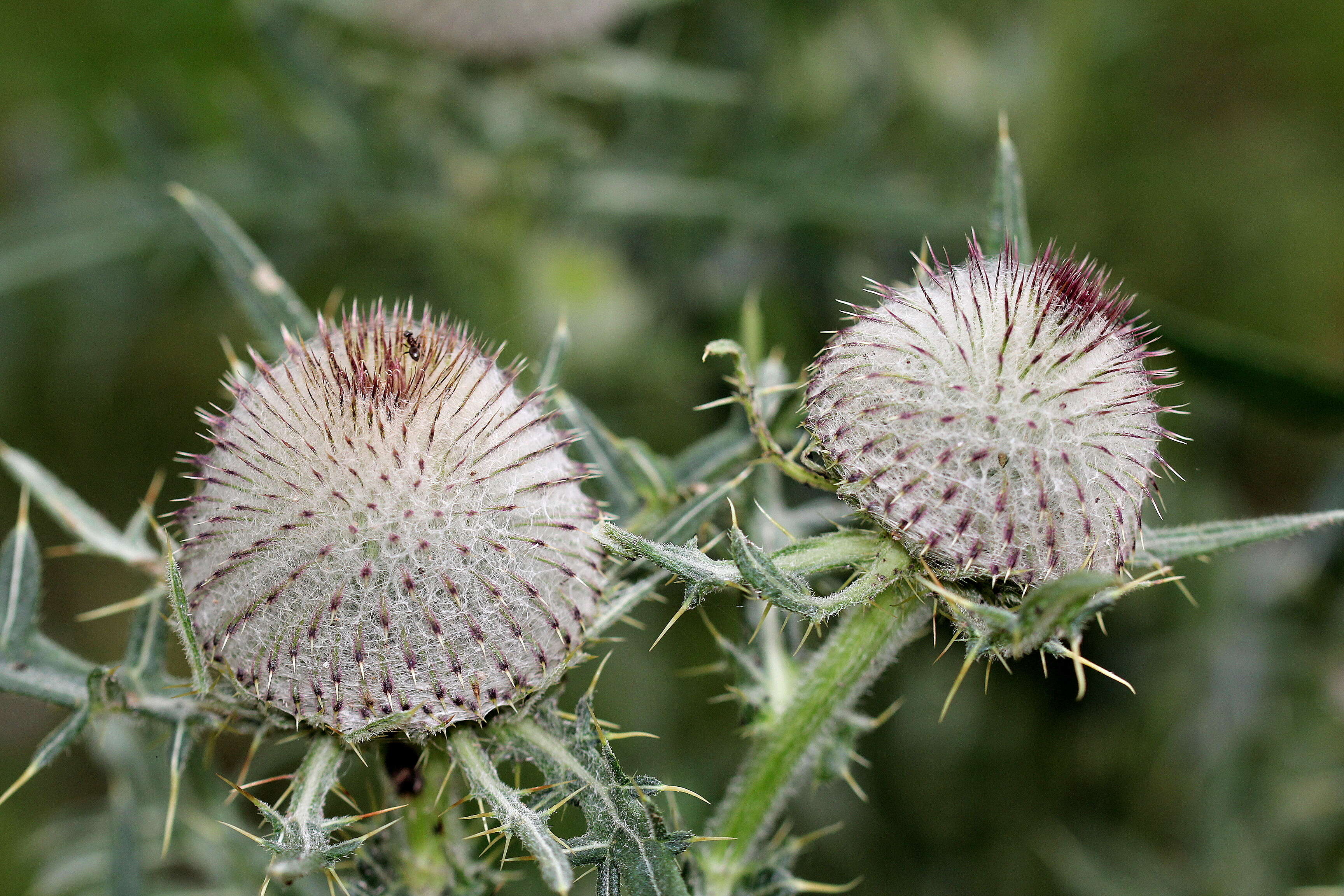 Image of woolly thistle