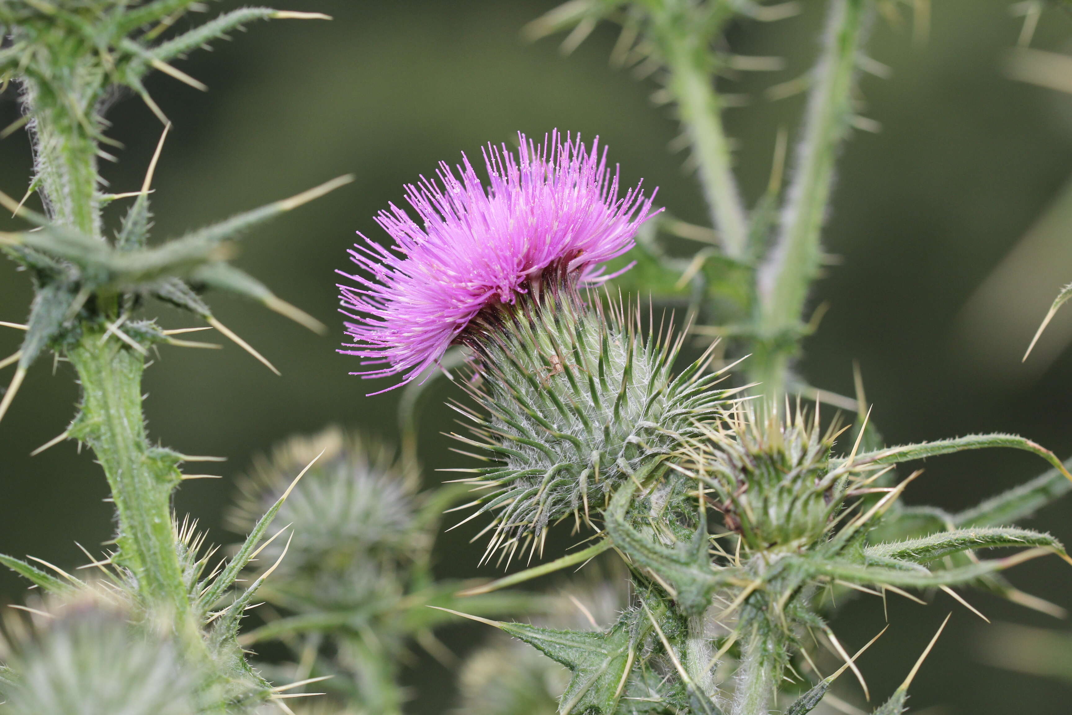 Image of woolly thistle