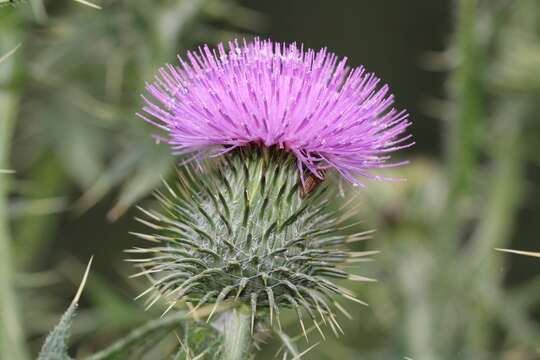 Image of woolly thistle