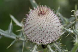 Image of woolly thistle