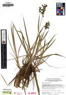 Imagem de Scirpus congdonii Britton