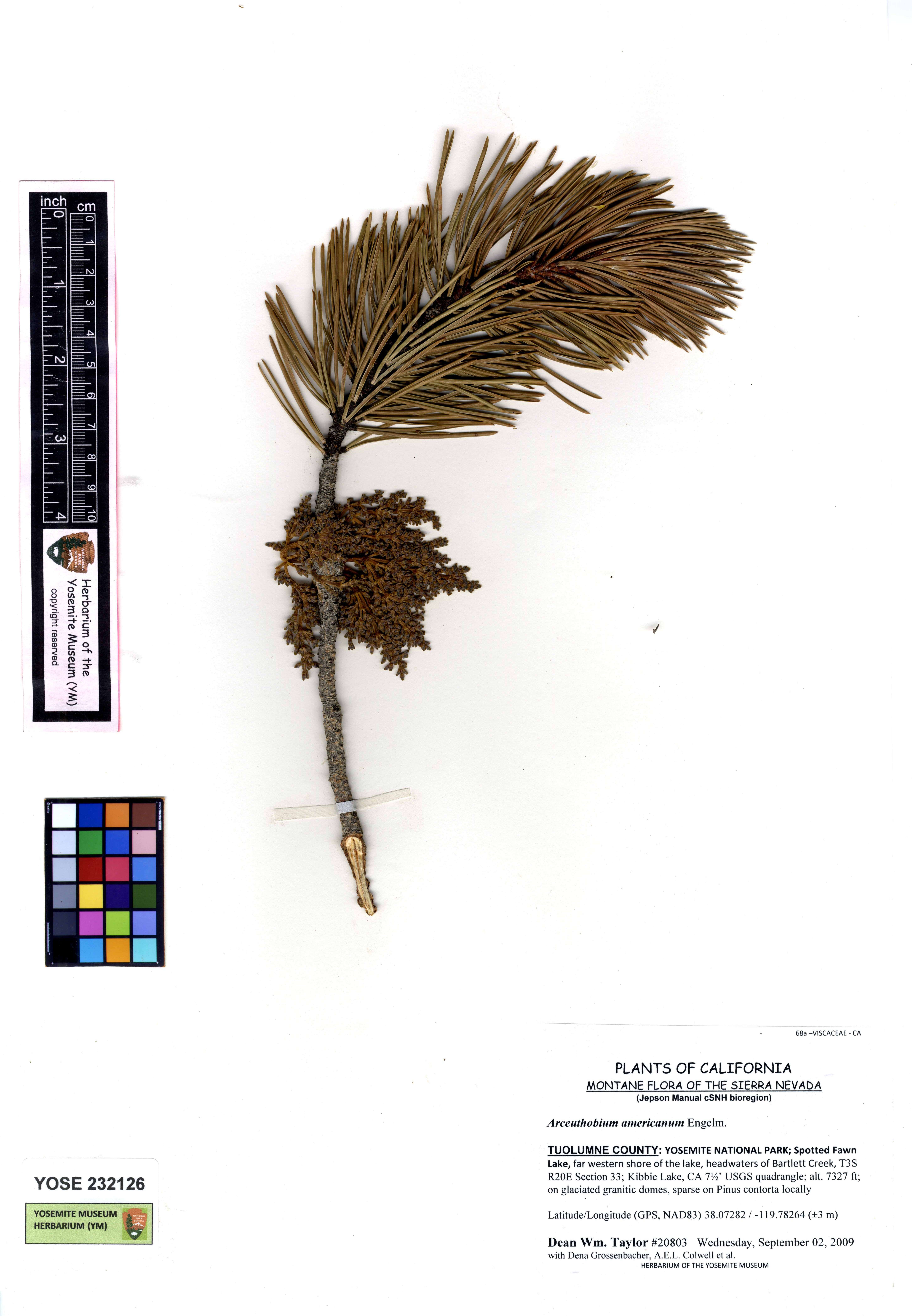 Image of American dwarf mistletoe