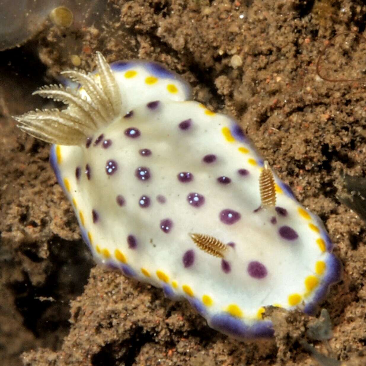 Image of Goniobranchus tumuliferus (Collingwood 1881)