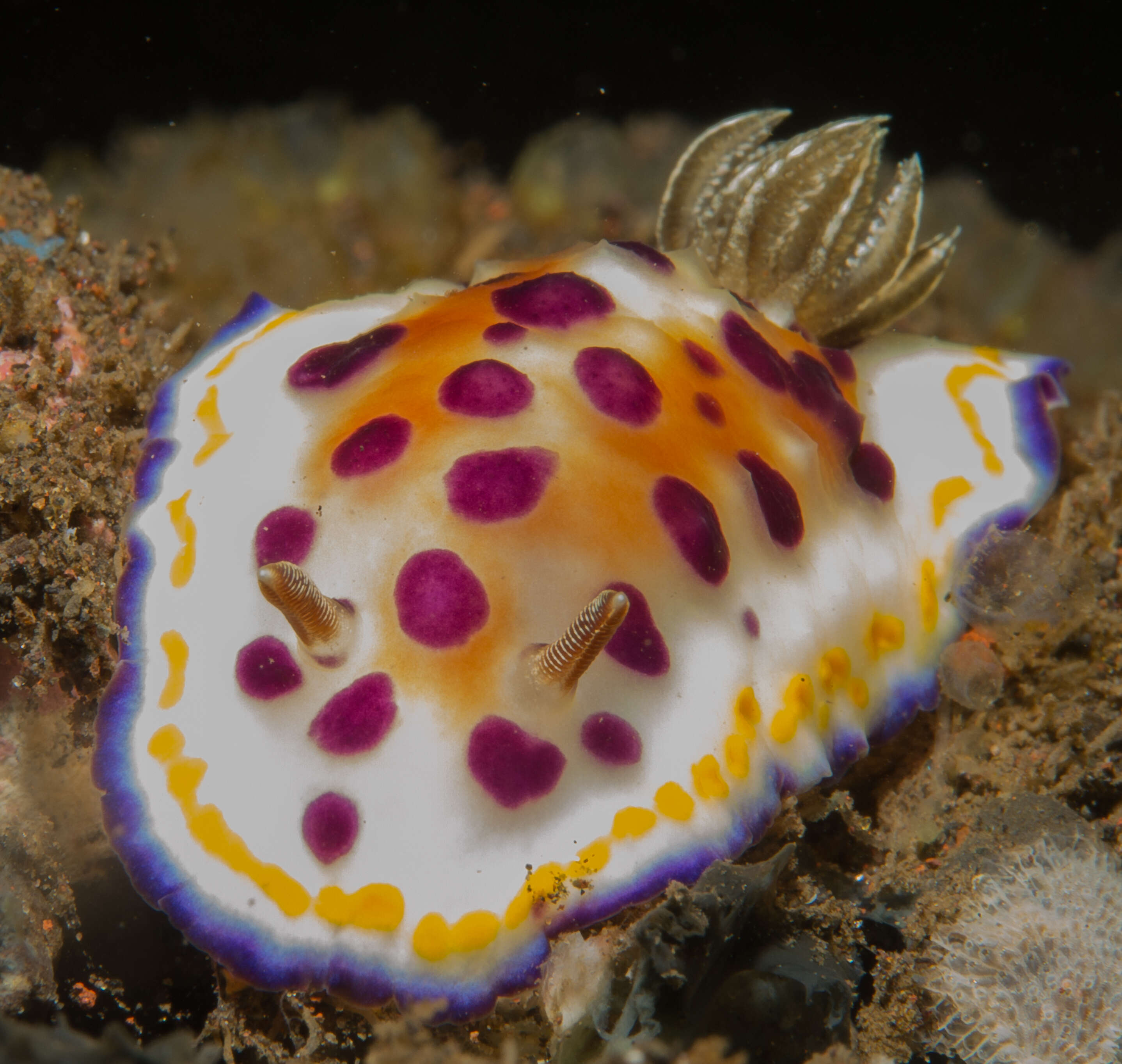 Image of Goniobranchus tumuliferus (Collingwood 1881)