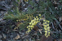 Image of Acacia fulva Tindale