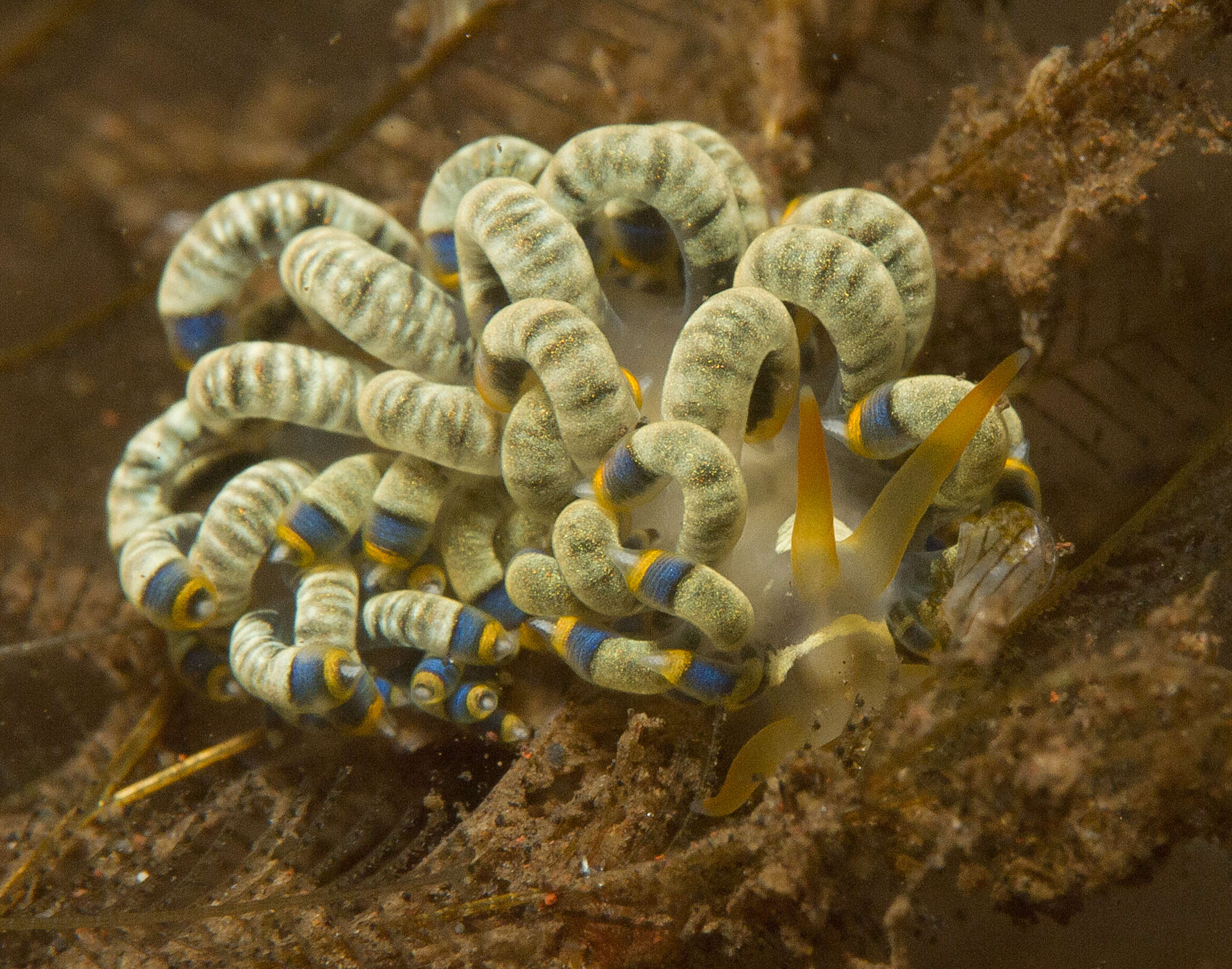 صورة Trinchesia yamasui (Hamatani 1993)