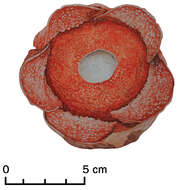 Image of Rafflesia consueloae