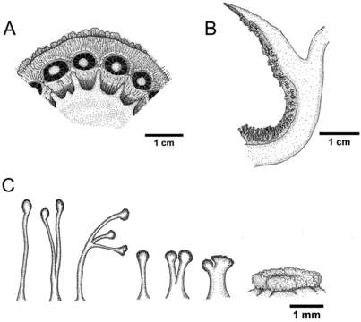 Image of Rafflesia consueloae