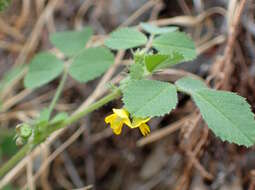 Image of water medick