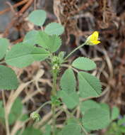 Image of water medick