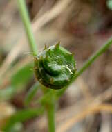 Image of water medick