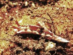 Image of Hypselodoris krakatoa Gosliner & R. F. Johnson 1999