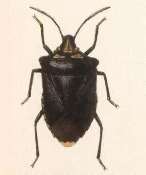 Image of Dusky Stink Bug