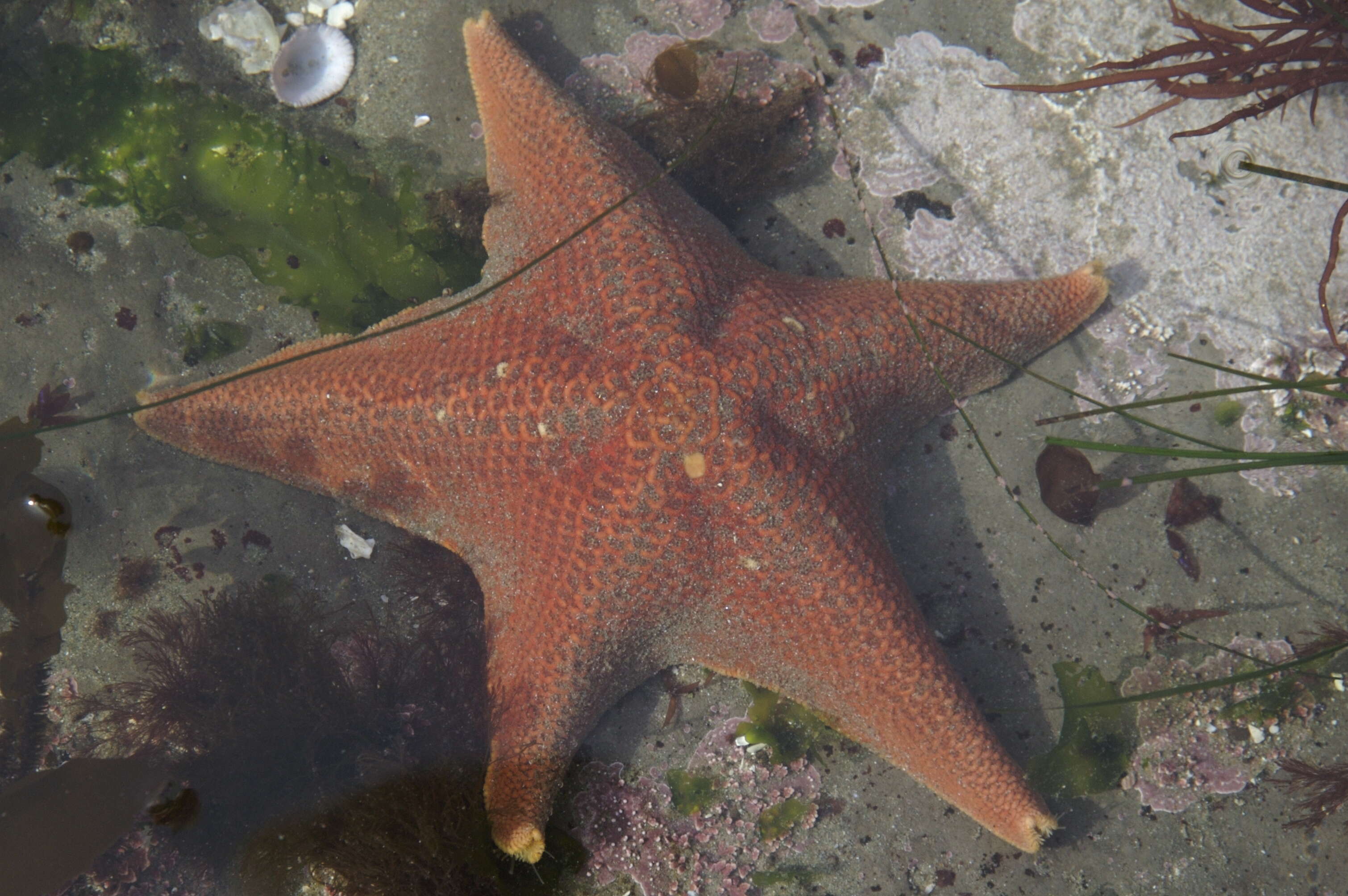 Image of Bat star