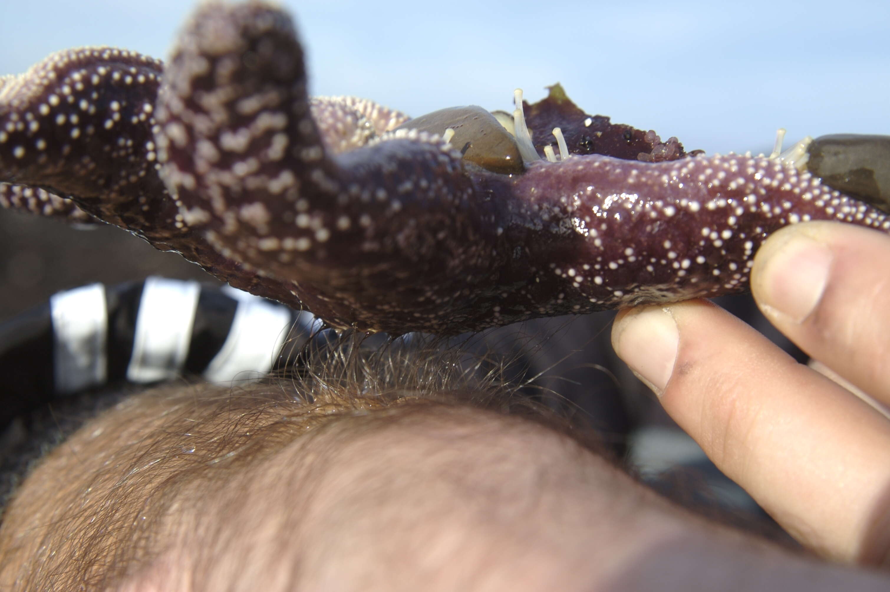 Image of ochre sea star