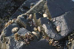 Image of owl limpet