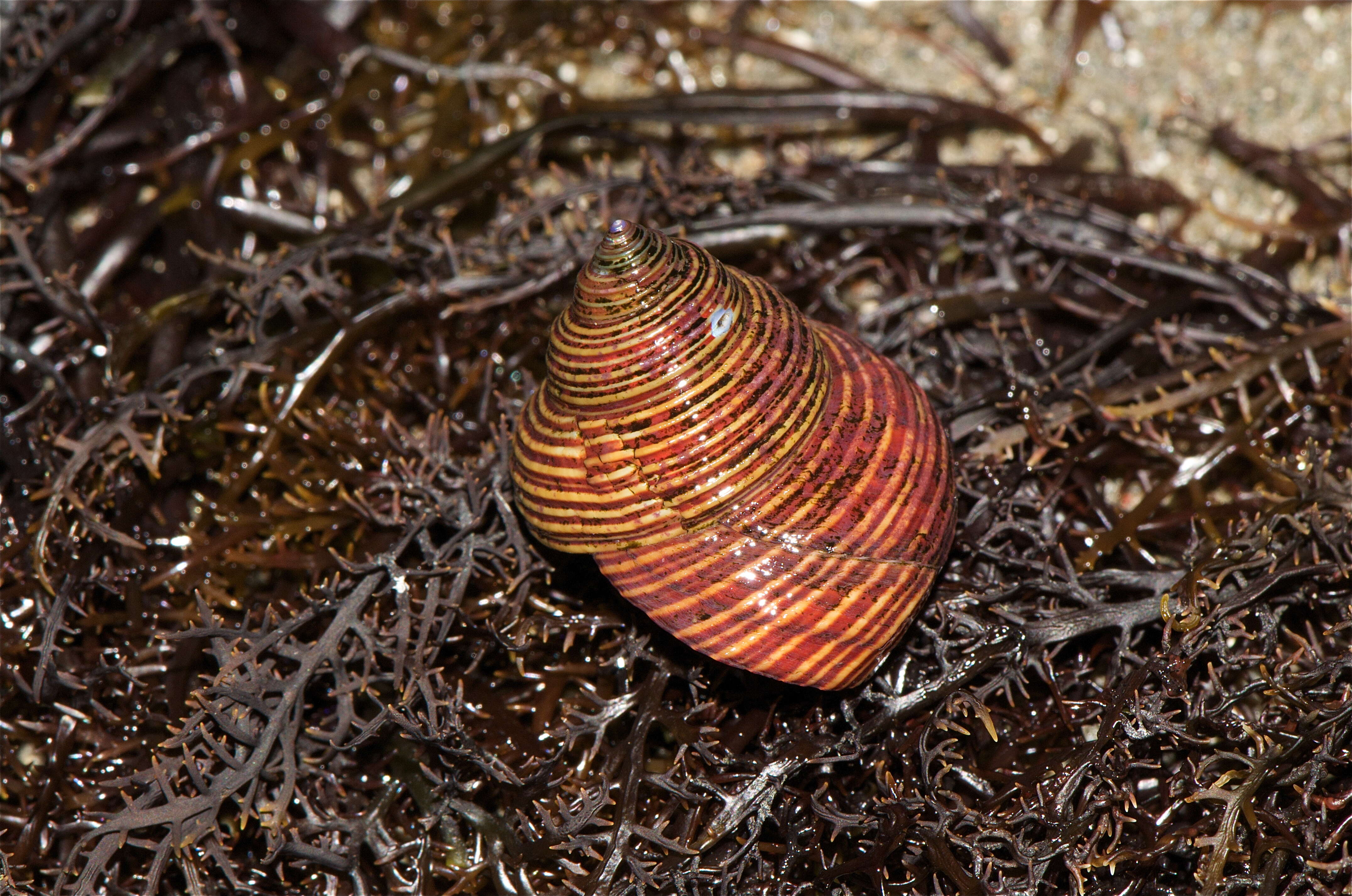 Image of Hermit Crabs