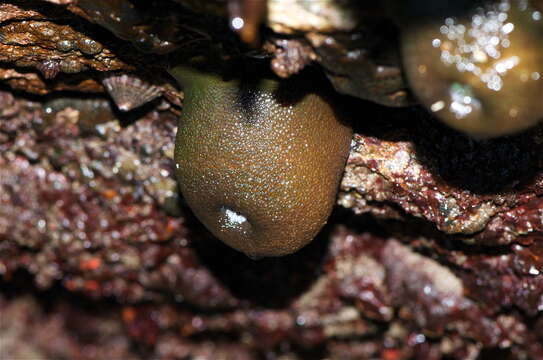 Image of sea anemones