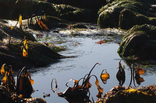 Image of Laminaria