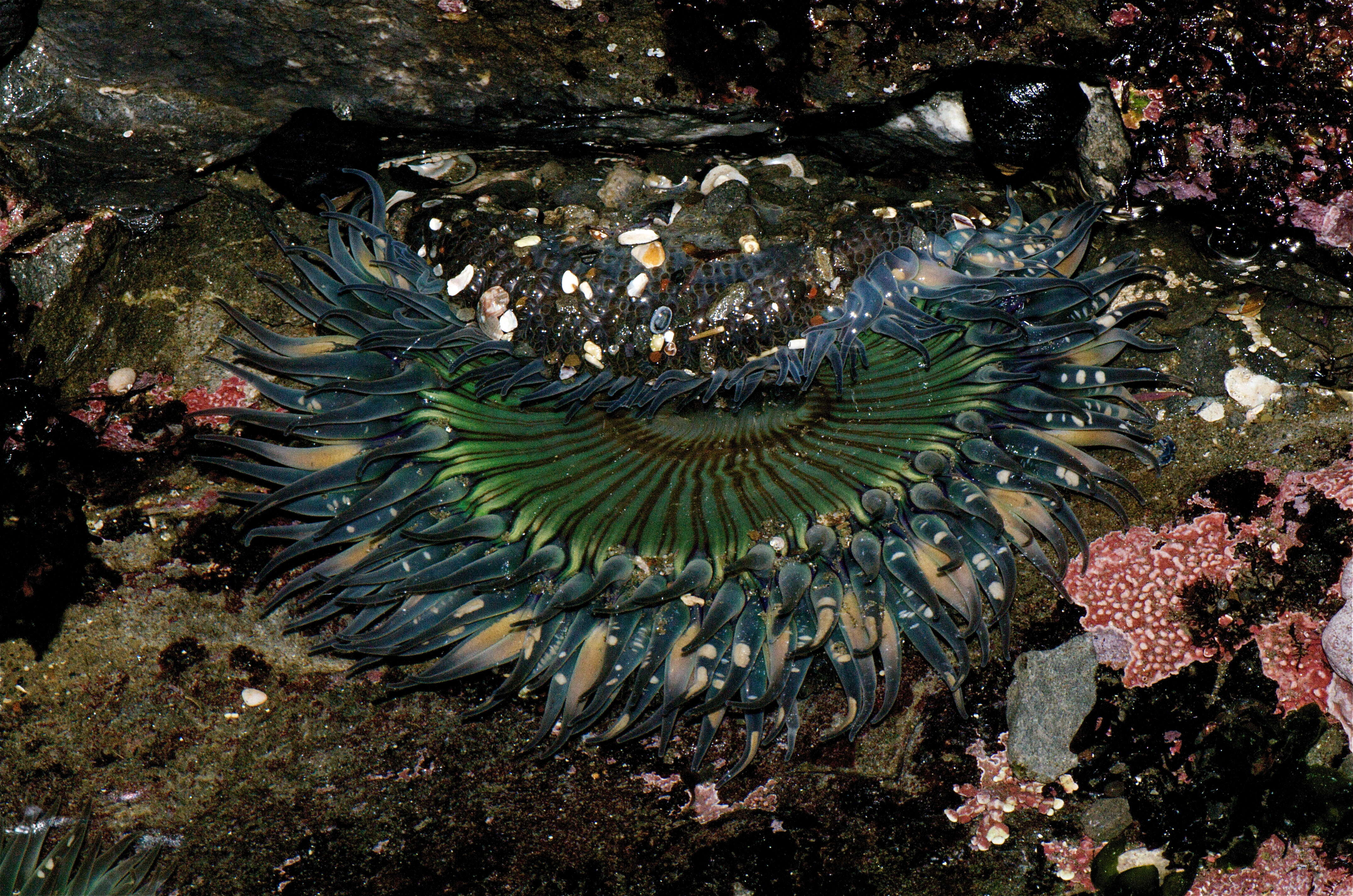 Image of sea anemones