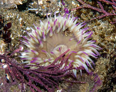 Image de Anthopleura elegantissima (Brandt 1835)