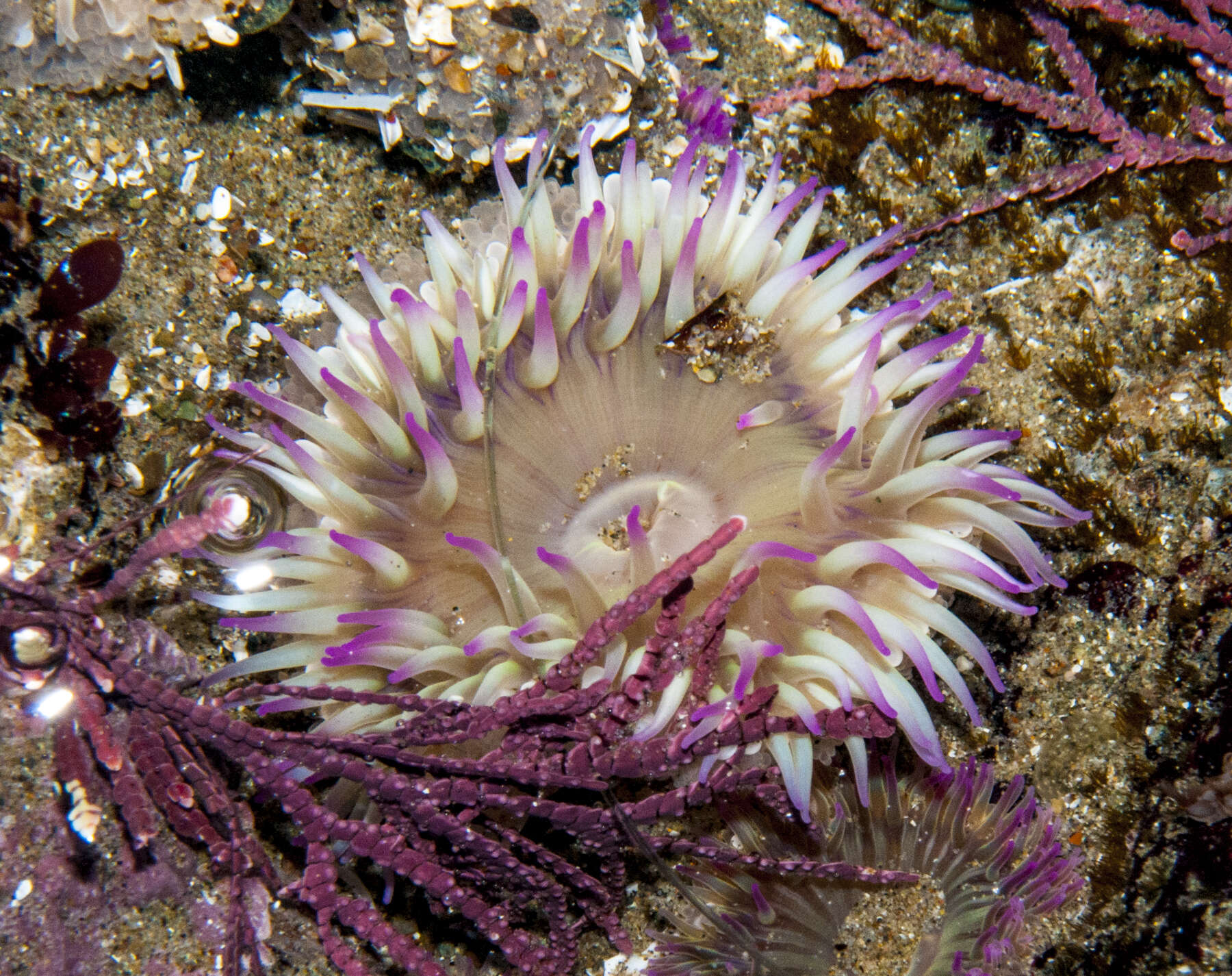 Image de Anthopleura elegantissima (Brandt 1835)